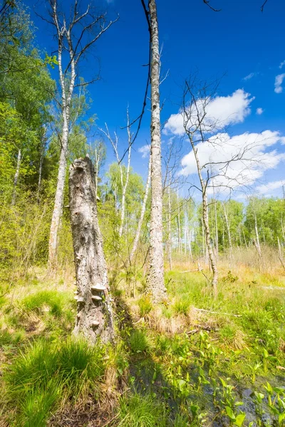 Wetlands met dode bomen trunks — Stockfoto