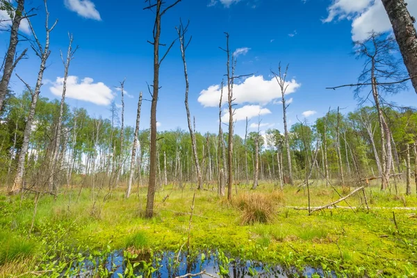 Wetlands met dode bomen trunks — Stockfoto