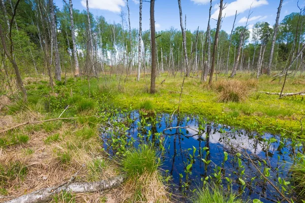 Wetlands with dead trees trunks — Stock Photo, Image