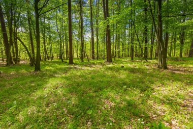 Güzel yeşil bahar orman