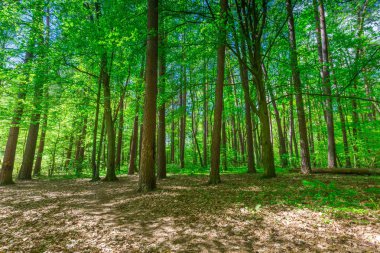 Güzel yeşil bahar orman