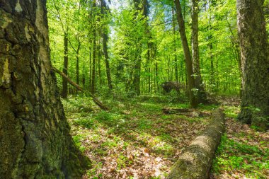 Güzel yeşil bahar orman