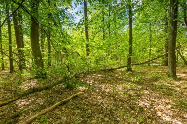 Güzel yeşil bahar orman