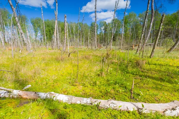 Wetlands with dead trees trunks — Stock Photo, Image