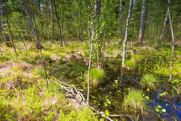 Landschap met wetlands in het voorjaar — Stockfoto