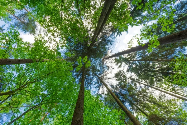 Sky with tree branches — Stock Photo, Image