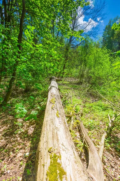 Groene lente bos — Stockfoto