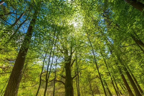 Beautiful green springtime forest — Stock Photo, Image