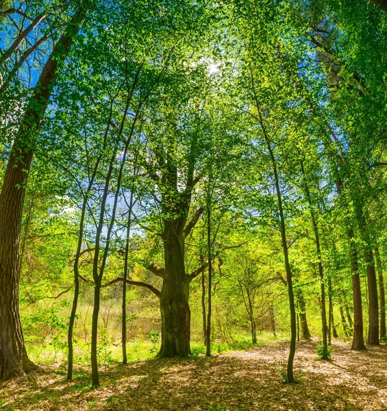 Vackra gröna våren skog — Stockfoto