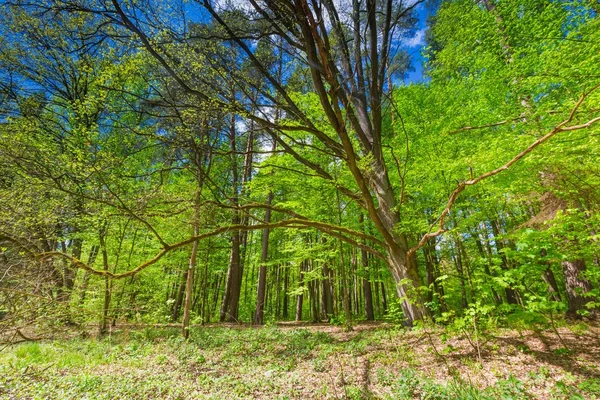 Belle forêt printanière verte — Photo