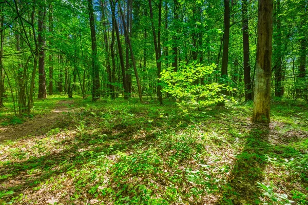 Bella foresta verde primaverile — Foto Stock