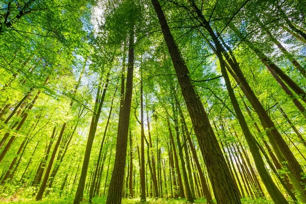 Indah hijau musim semi hutan — Stok Foto