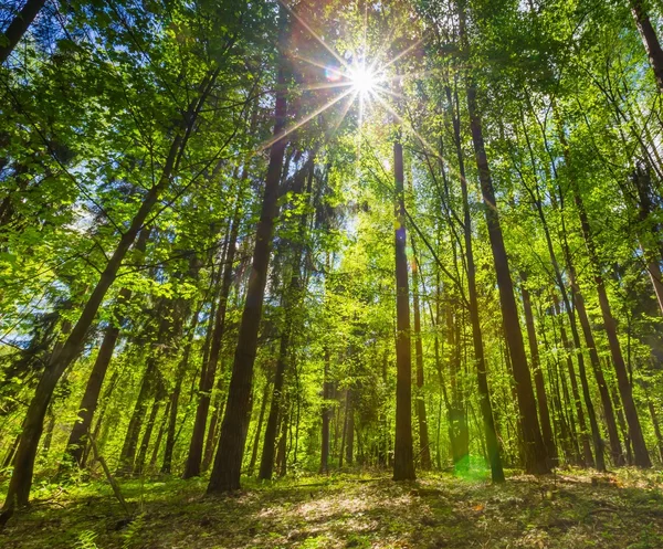 Bella foresta verde primaverile — Foto Stock