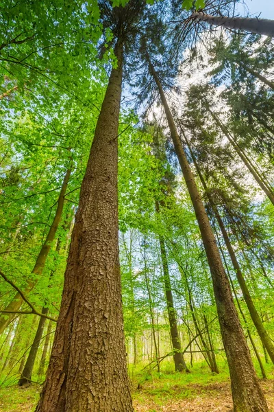 Prachtige groene lente bos — Stockfoto