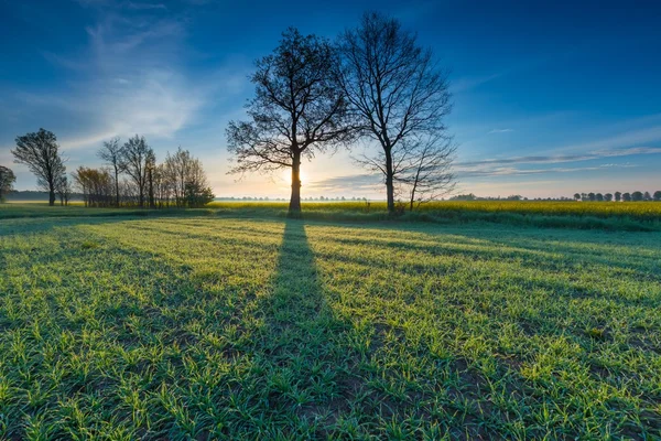Sunrise over green field — Stock Photo, Image