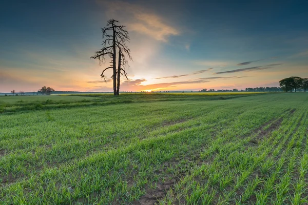 Salida del sol sobre Green Field —  Fotos de Stock