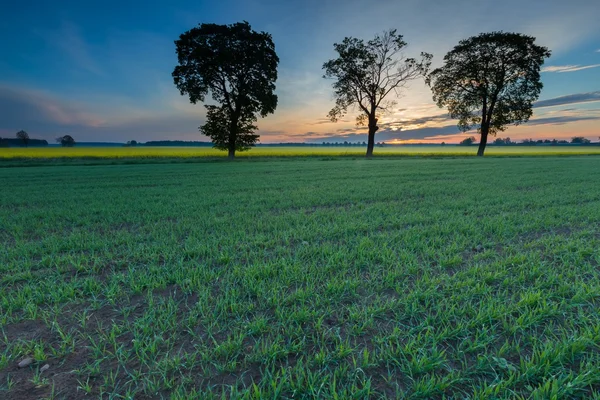 Wschód słońca nad zielone pole — Zdjęcie stockowe