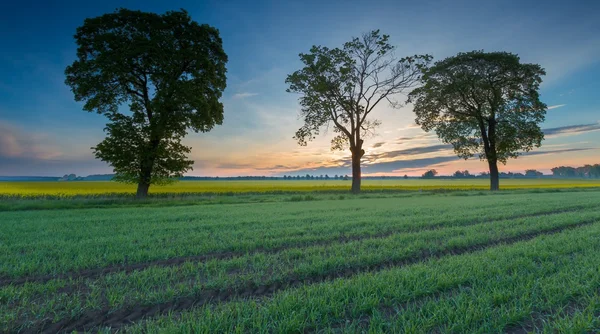 Nascer do sol sobre o campo verde — Fotografia de Stock