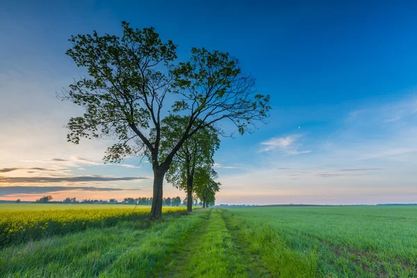 Salida del sol sobre Green Field —  Fotos de Stock