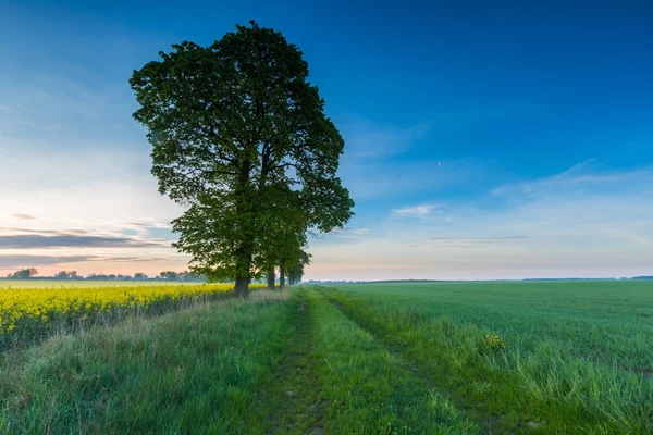 Sunrise over green field — Stock Photo, Image