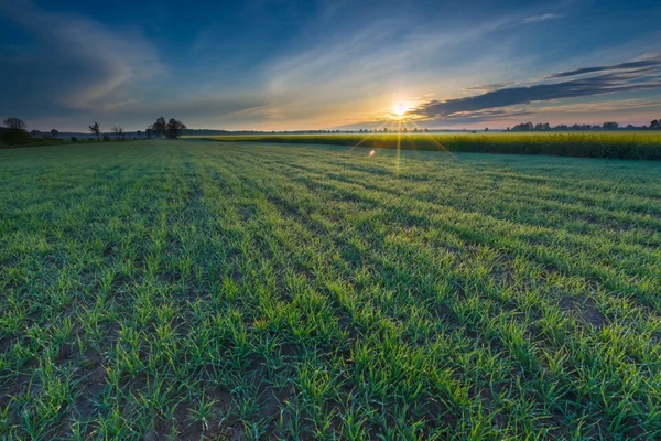 Sonnenaufgang über dem grünen Feld — Stockfoto