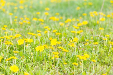 karahindiba çiçek çiçeklenme