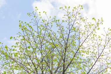 ağaç dalları yapraklarda