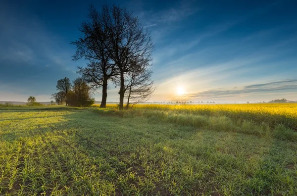 Rapeseed field at sunrise — Stock Photo, Image