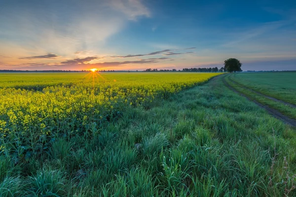 Campo de colza al amanecer — Foto de Stock