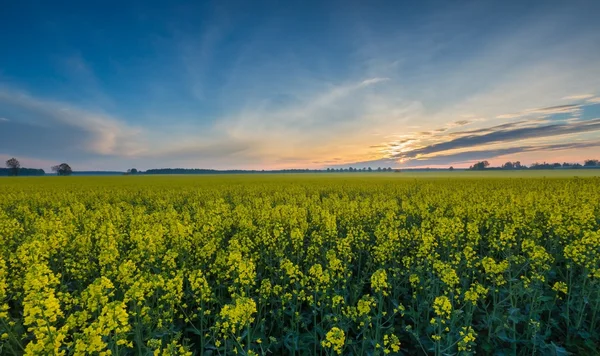 Campo de colza ao nascer do sol — Fotografia de Stock