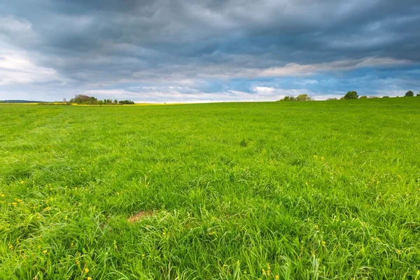 Green springtime meadow — Stock Photo, Image