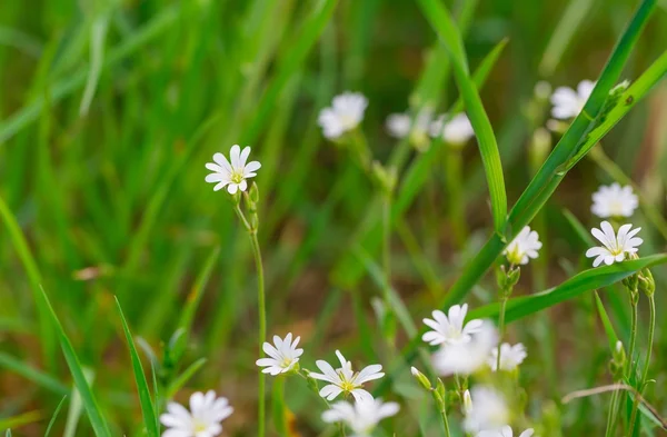 Fehér virágok virágzó — Stock Fotó