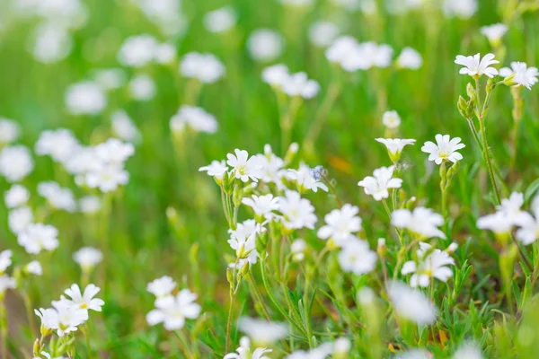 Beyaz çiçek çiçeklenme — Stok fotoğraf