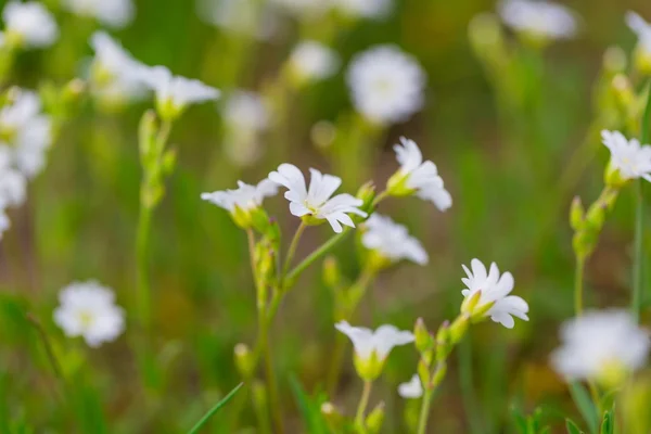 Flores blancas florecientes — Foto de Stock
