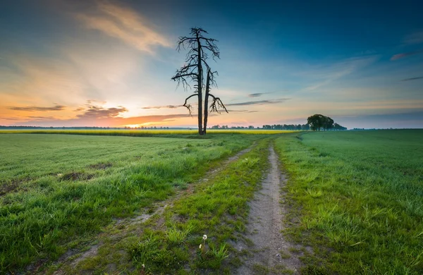 Jonge granen veld — Stockfoto