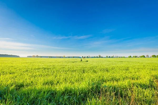 Ochtend over groene veld — Stockfoto