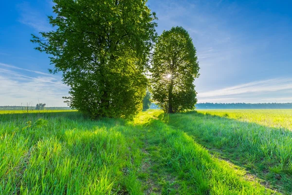 Beautiful alley of trees — Stock Photo, Image