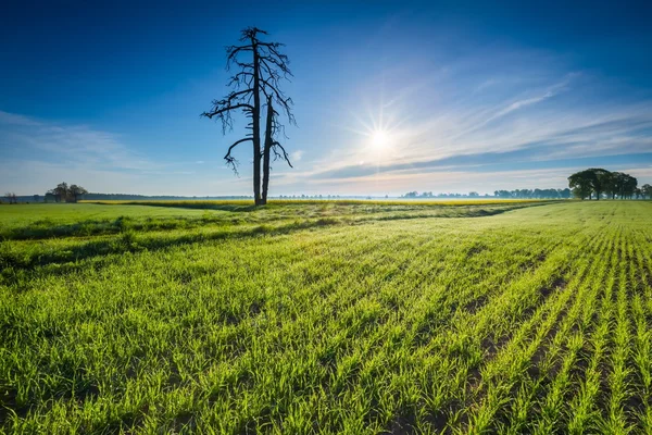 Pole młodych roślin zbożowych — Zdjęcie stockowe