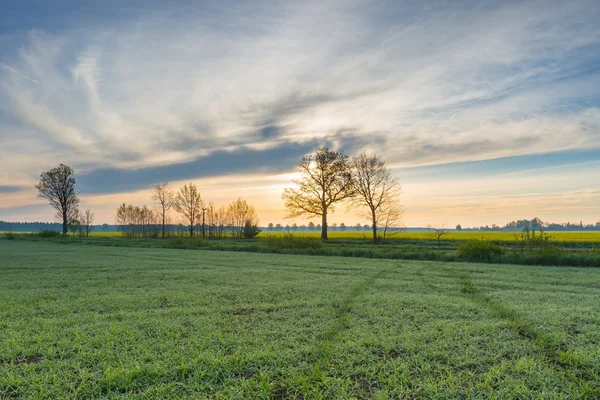 Mañana sobre el campo verde —  Fotos de Stock