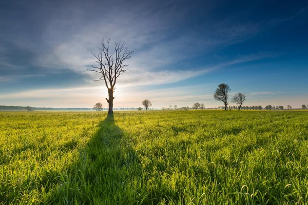 Morgen über grünem Feld — Stockfoto