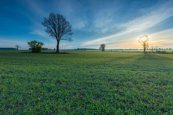 Manhã sobre o campo verde — Fotografia de Stock