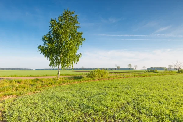 Morning over green field — Stock Photo, Image