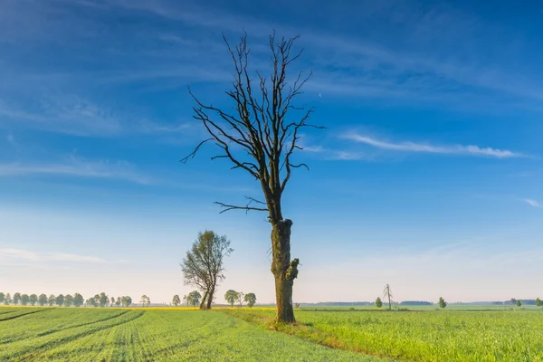 Rano na zielone pole — Zdjęcie stockowe