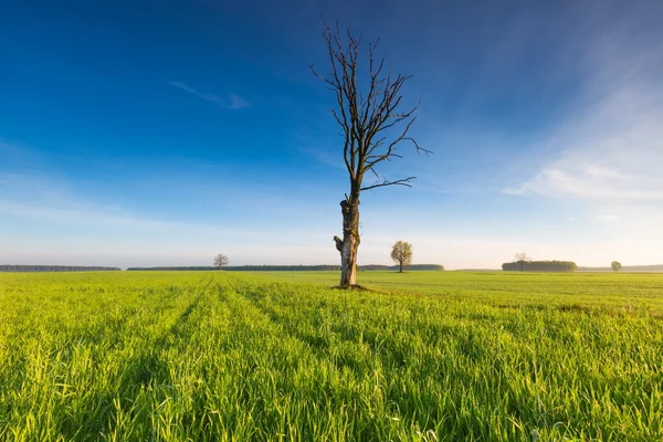 Mañana sobre el campo verde —  Fotos de Stock