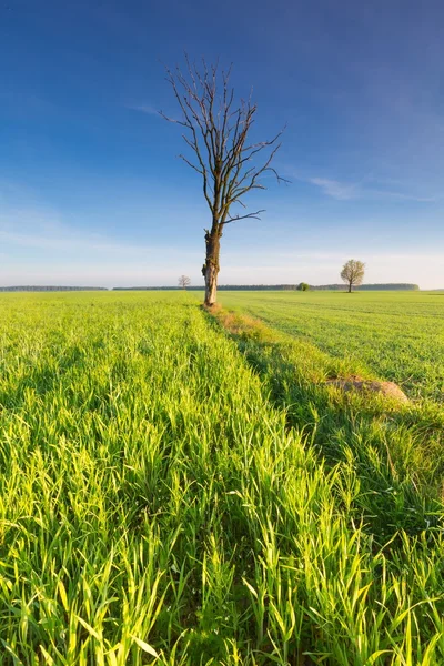 Mañana sobre el campo verde — Foto de Stock