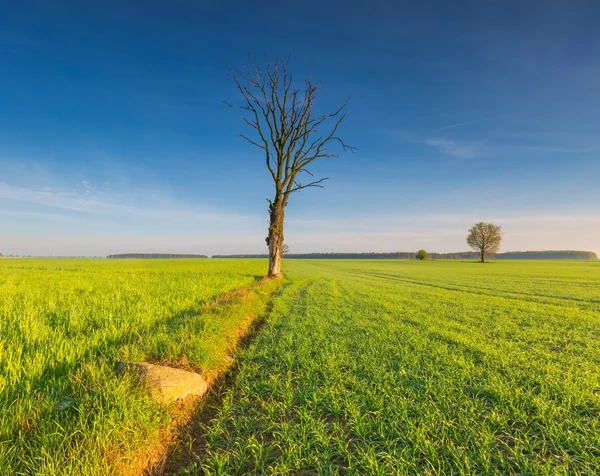 Mañana sobre el campo verde —  Fotos de Stock