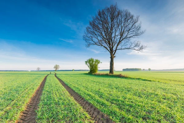 Ochtend over groene veld — Stockfoto