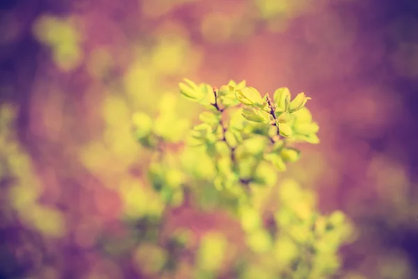 Rama del árbol de primavera — Foto de Stock