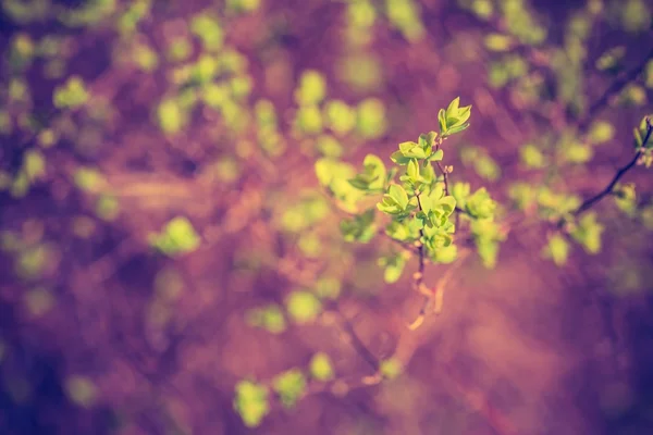 Rama del árbol de primavera — Foto de Stock