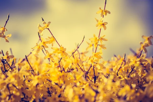 Fiori di Forsizia in piena fioritura — Foto Stock